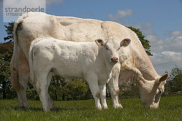 Hausrind  Charolais  Kuh mit Kalb  auf der Weide weidend  England  Mai