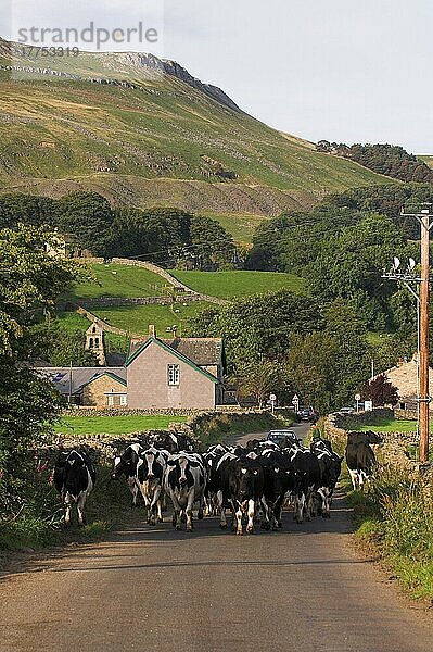 Hausrinder  Holstein-Friesische Kühe  Milchkuhherde  die auf dem Feldweg zu frischen Feldern geführt wird  Wenslydale  Yorkshire  England  Großbritannien  Europa