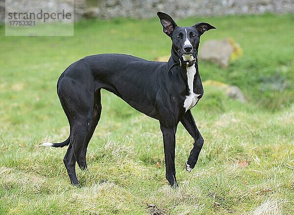 Haushund  Mischling (Greyhound-Kreuzung)  erwachsen  mit Halsband  auf Gras stehend  Allendale  Northumberland  England  April