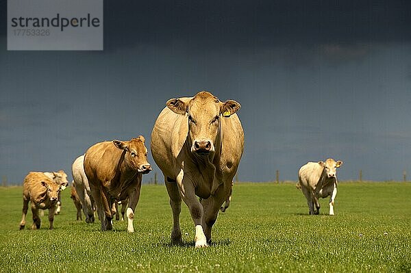 Hausrind  Blonde d'Aquitaine  Kühe mit Kälbern  Herde auf der Weide mit Gewitterwolken über dem Kopf  England  Juli