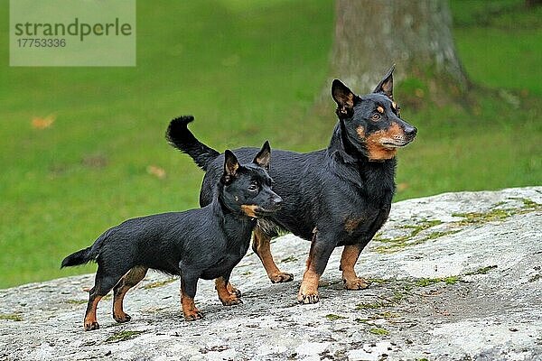 Haushund  Lancashire Heeler  erwachsener Rüde und Welpe  stehend