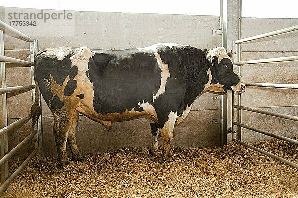 Hausrind  Holstein-Stier  stehend im Pferch  England  Großbritannien  Europa