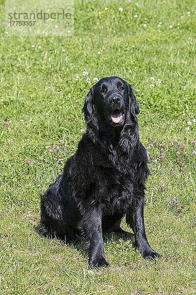 Haushund  Flat-coated Retriever  erwachsene Hündin  vier Jahre alt  auf der Wiese sitzend  Suffolk  England  Mai
