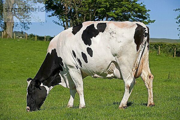 Hausrind  Holsteinisches Friesisches Rind  weidendes Gras auf der Weide  Cumbria  England  Sommer