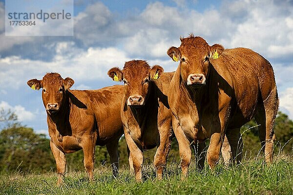 Hausrind  Limousin-Färsen  drei auf der Weide stehend  Cumbria  England  August