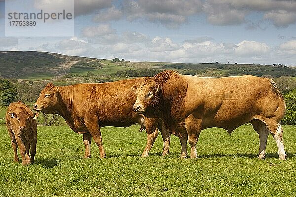 Hausrind  Limousin  Zuchtbulle 'Haltcliffe Vermount'  Rinderbulle mit Weltrekordpreis  mit Kuh und Kalb  steht auf der Weide einer Bergfarm  Lancashire  England  Mai