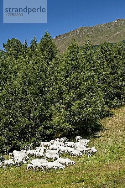 Hausrind  Piemonteser  Herde weidet auf Bergweide  in der Nähe von Sestriere  Alpen  Italien  Europa