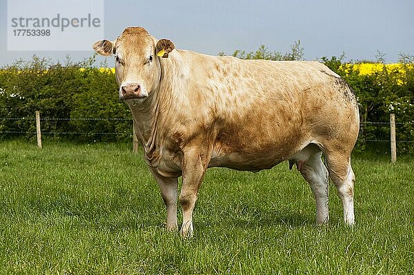Hausrind  Blonde d'Aquitaine Kuh  auf der Weide stehend  Grafschaft Durham  England  Mai
