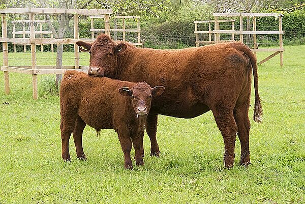 Hausrind  Red Ruby Devon-Kuh und -Kalb  auf der Weide stehend  Exeter  Devon  England  Mai