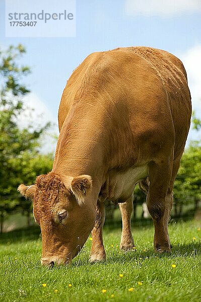 Hausrind  Limousin  Kuh  weidet auf der Weide einer Bergfarm  Lancashire  England  Mai