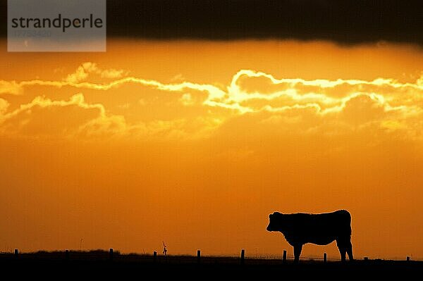 Hausrind  Kuh  auf grasendem Sumpf stehend  Silhouette bei Sonnenaufgang  Elmley Marshes N. N. R. Isle of Sheppey  Kent  England  Herbst