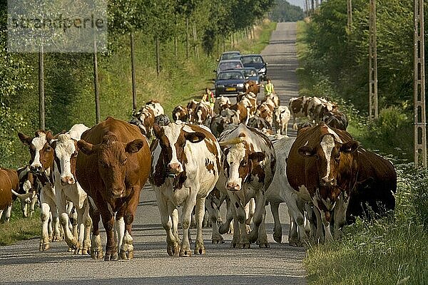 Hausrinder  Milchviehherde wird entlang einer Landstraße getrieben  in der Nähe von Mezieres  Brenne  Frankreich  Sommer  Europa