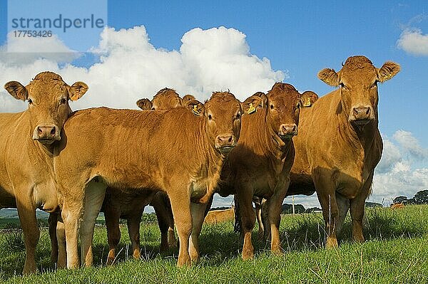 Hausrind  Limousin-Herde  auf der Weide stehend  Lancashire  England  Großbritannien  Europa