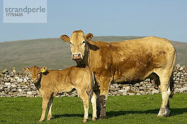 Hausrind  Blonde d'Aquitaine Kuh und Kalb  auf der Weide nahe der Trockenmauer stehend  Cumbria  England  Mai