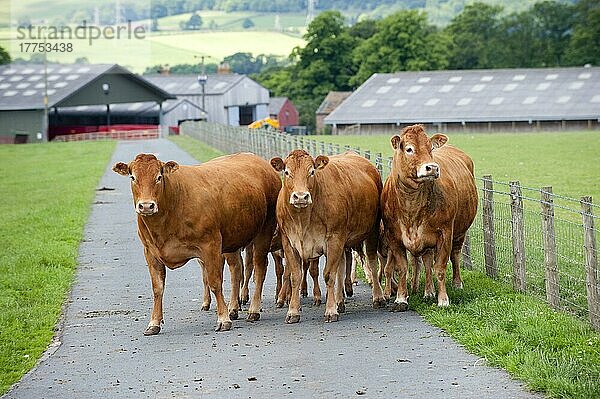 Hausrind  Limousin-Kühe  Herde auf hartem Feldweg stehend  England  Juni