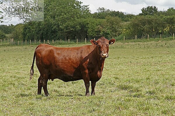 Hausrind  Red Poll  Kuh  auf der Weide stehend  Leicestershire  England  Juni