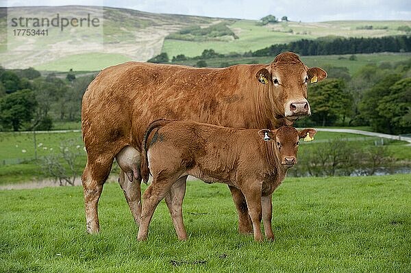 Hausrind  Limousin  Kuh mit Kalb  auf der Weide stehend auf einer Bergfarm  Lancashire  England  Mai