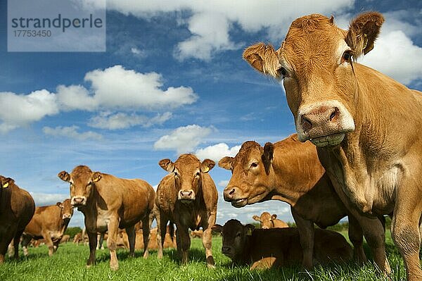 Hausrind  Limousin-Kühe  Herde steht auf saftiger Weide  Cumbria  England  August