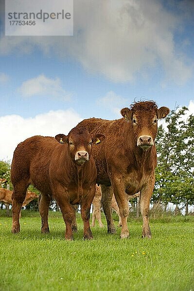 Hausrind  Limousin  Kuh mit Kalb  auf der Weide stehend auf einer Bergfarm  Lancashire  England  Mai