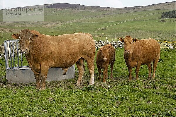 Hausrind  Red Galloway  Stier  Kuh und Kalb  neben dem Futterautomaten auf der Weide stehend  Carsluith  Dumfries and Galloway  Schottland  Großbritannien  Europa