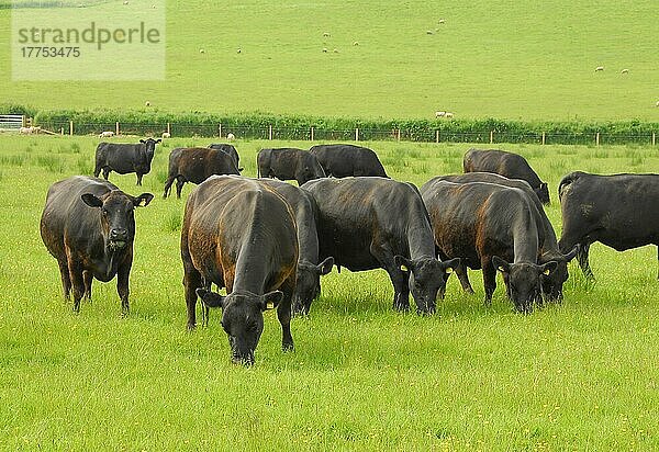 Hausrind  Aberdeen Angus  Herde  Kühe auf der Weide  Schafherde im nächsten Feld  England  Sommer