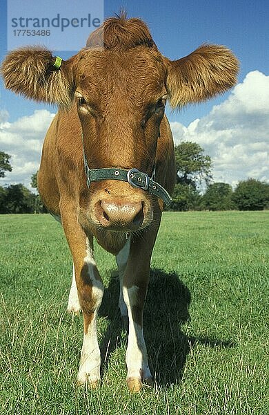 Hausrind  Guernsey-Kuh  im Feld stehend