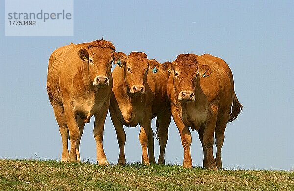 Hausrinder  Limousin-Pedigree-Färsen  auf der Weide stehend  Penrith  Cumbria  England  Großbritannien  Europa