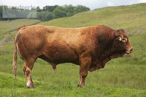 Hausrind  Limousin-Bulle  auf der Weide stehend  nahe dem Hadrianswall  Northumberland N. P. Northumberland  England  Juli