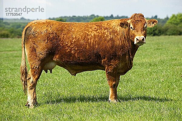 Hausrind  Limousin-Rind  auf der Weide stehend  England  Juni