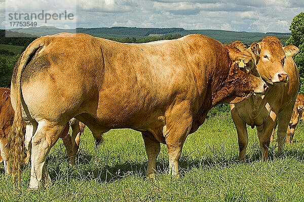 Hausrind  Limousin-Stier mit Kühen  auf der Weide stehend  Lancashire  England  Großbritannien  Europa
