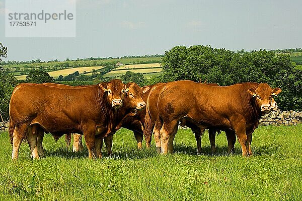 Hausrinder  junge Zuchtbullen der Rasse Limousin  im Feld stehende Gruppe  England  Sommer