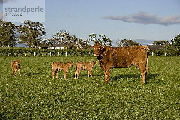 Hausrind  Galloway  Kuh mit drei Kälbern  auf der Weide stehend  Dumfries und Galloway  Schottland  Frühling