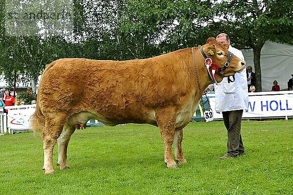 Hausrind  Limousin-Rind  Champion auf Landwirtschaftsschau  England  Großbritannien  Europa