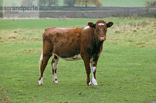 Hausrind  Milchkurzhorn  Kuh auf der Weide stehend  England  Großbritannien  Europa