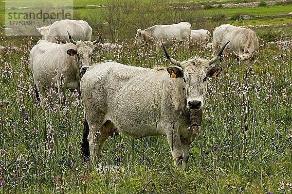 Hausrind  Podolica-Kühe  Herde mit Glocken  auf ummauerter Weide weidend  Halbinsel Gargano  Apulien  Italien  Europa