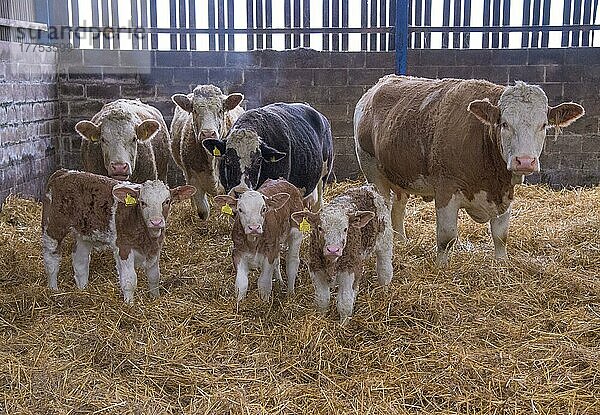 Hausrinder  Simmentaler Fleckviehkühe und Kälber  stehend im Strohhof  Yorkshire  England  Dezember