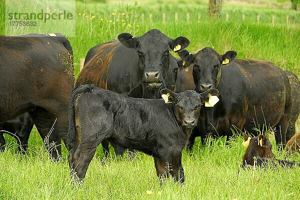 Hausrind  Aberdeen Angus  Herde  Stierkalb und Kühe auf der Weide  England  Sommer
