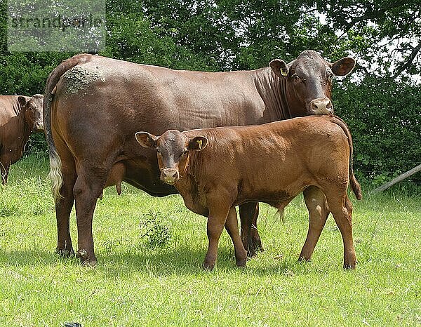Hausrind  Sussex-Kuh mit Kalb  auf der Weide stehend  England  Juni
