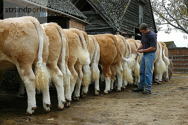 Arbeiter  der Simmentaler Vieh für den Verkauf vorbereitet  Schwanzpflege  Essex  England  Großbritannien  Europa