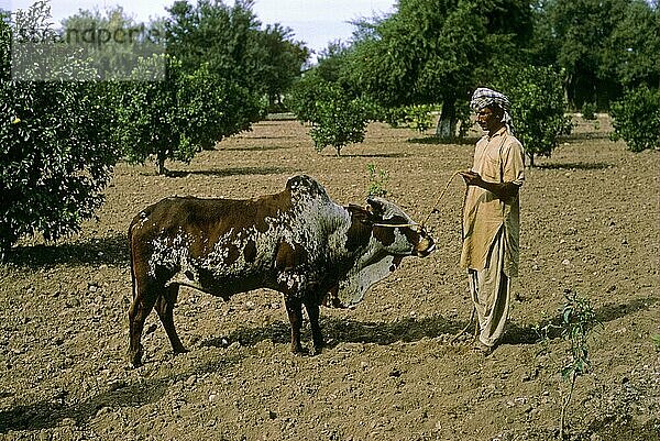 Lohani-Rind  Mann mit angeleitetem Stier  Jaba  Pakistan  Asien
