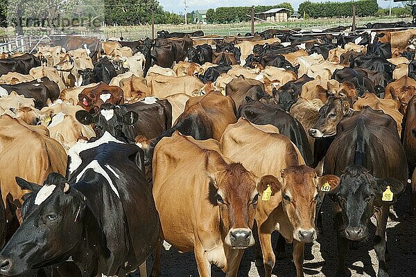 Hausrinder  Jersey und Jersey-Kreuzungs-Milchkühe  Herde kommt zum Melken  Cobram  Victoria  Australien  Februar  Ozeanien