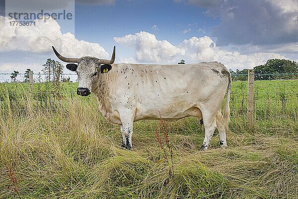 Hausrind  White Park  Kuh  stehend in eingeschränkter Weidehaltung auf SSSI-Land  Gisburn  Lancashire  England  August