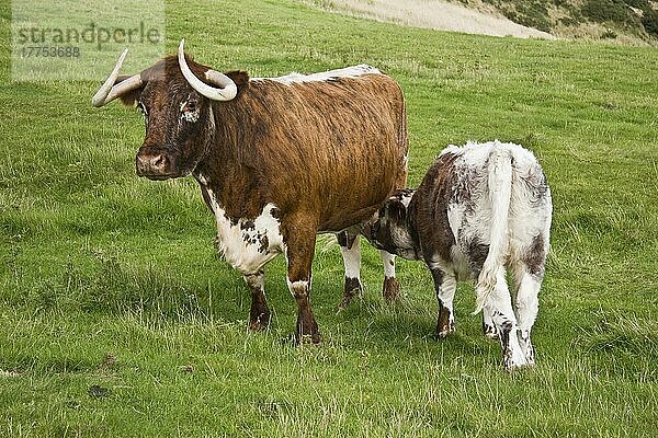 Hausrind  Longhorn-Kuh mit Kalb  säugend  auf der Weide stehend  Dorset  England  September