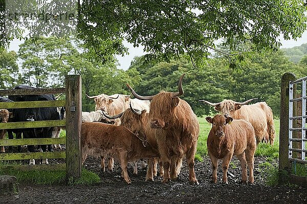 Hausrind  Hochlandrind  Kühe mit Kreuzungskälbern  Herde steht im schlammigen Tor  England  Juli