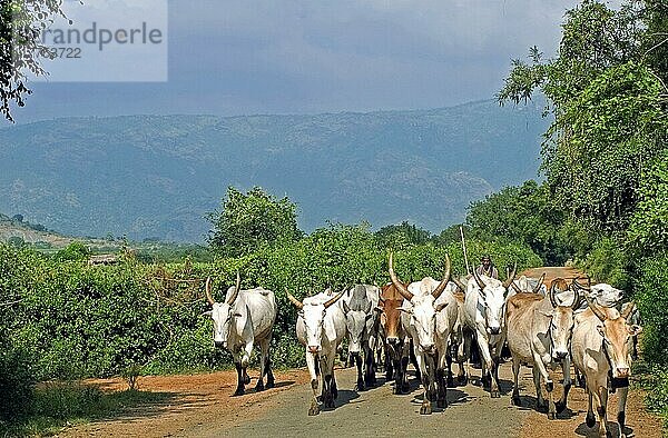 Hausrinder  Zebu-Herde  die auf der Straße zur Weide getrieben wird  Tamil Nadu  Indien  Asien