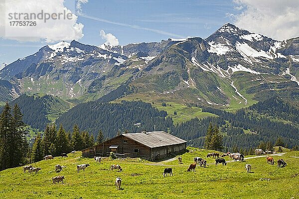 Hausrinder  Milchkühe  Herde weidet auf der Hochsommerweide neben dem Stall  oberhalb von Wengen  Berner Alpen  Schweiz  Juni  Europa