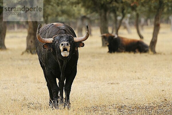 Hausrind  Spanischer Kampfstier  zwei Stiere  rufend  stehend und ruhend im Dehesa-Habitat  Salamanca  Kastilien und León  Spanien  September  Europa