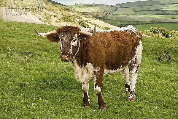 Hausrind  Longhorn  erwachsen  stehend auf der Weide  Dorset  England  September