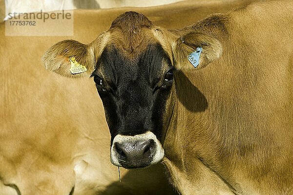 Hausrind  Jersey-Kuh  Nahaufnahme des Kopfes  in Milchviehherde  Wales
