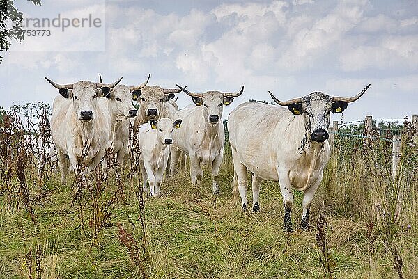 Hausrinder  White Park  Stier  Kühe und Kälber  die auf SSSI-Land in eingeschränkter Weidehaltung stehen  Gisburn  Lancashire  England  August